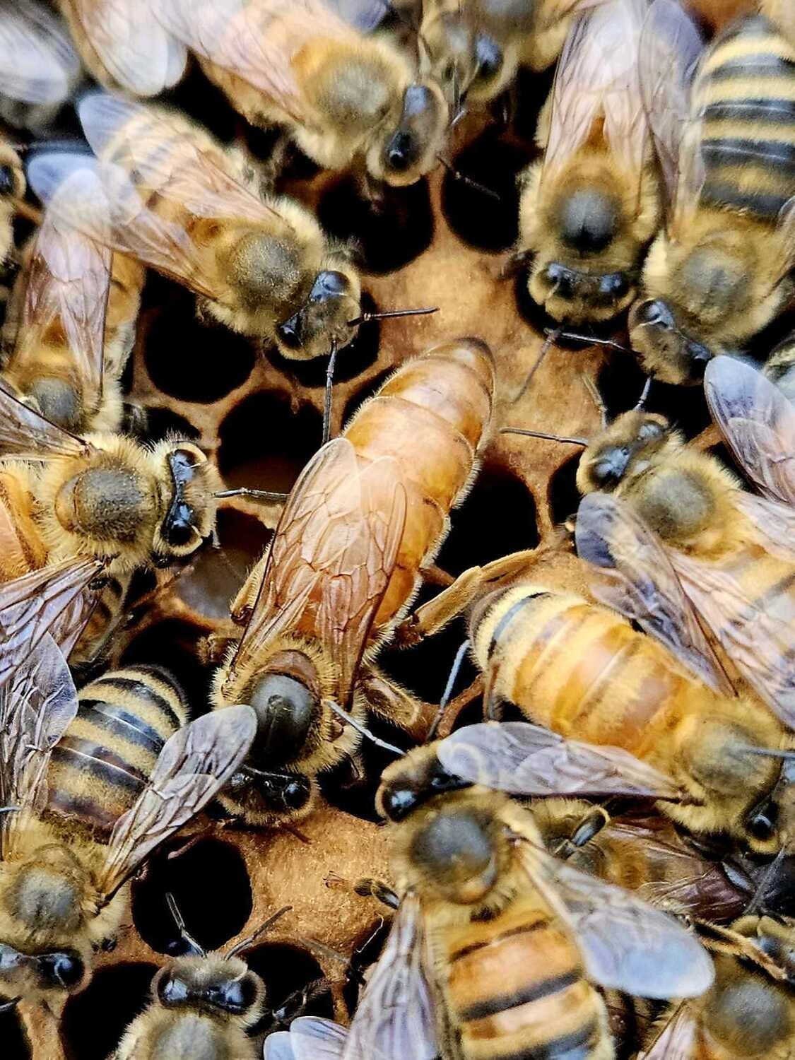 Queen honey bee surrounded by workers