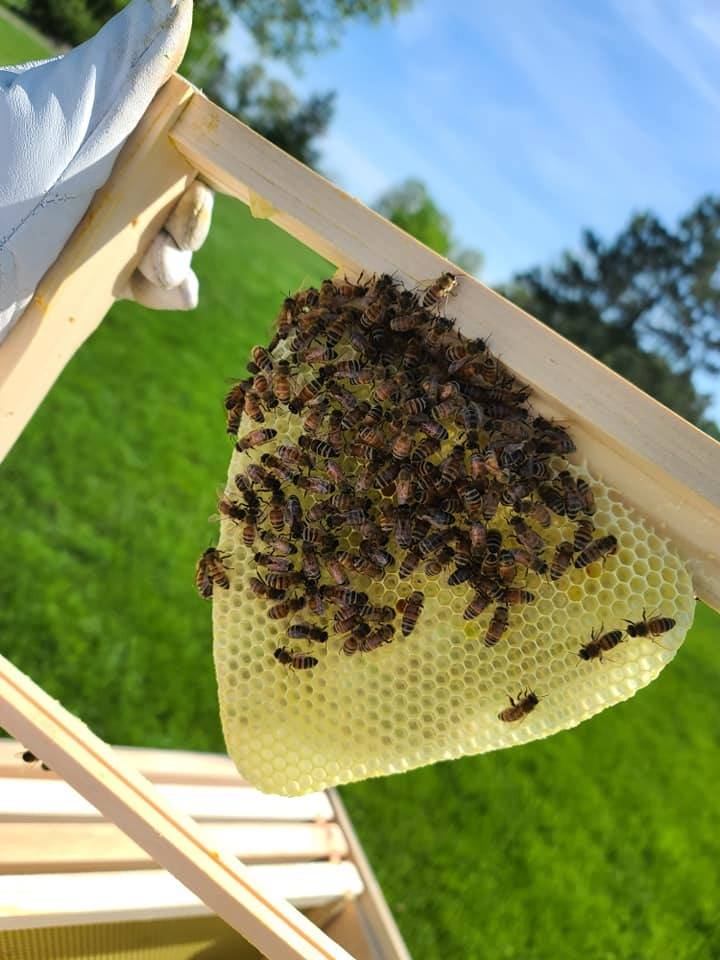 Ohio honey bees building comb