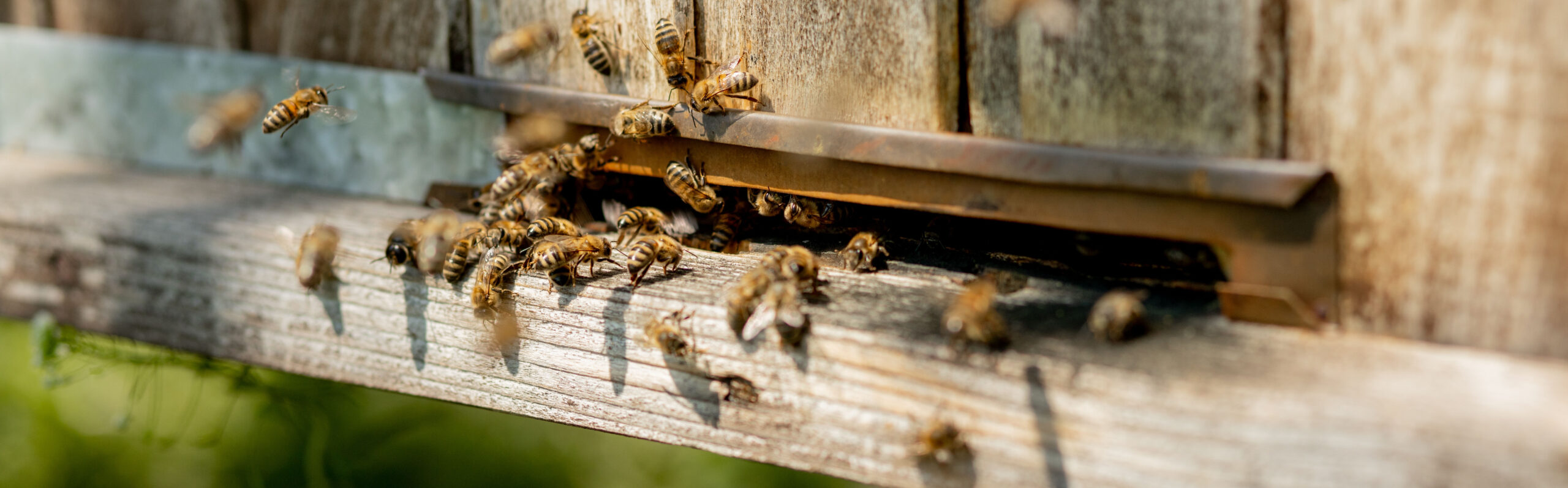 The Sweet Science: How Do Bees Make Honey?