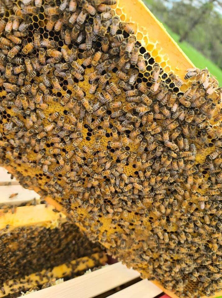 A frame of our Ohio Honey Bees