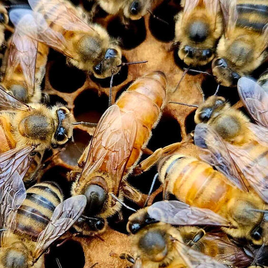 Queen Rearing – How we raise our Ohio Queen Honey bees